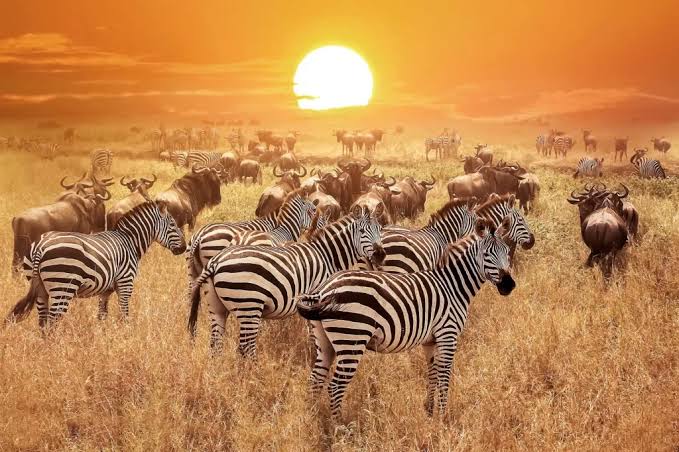 Serengeti Mara River Crossing Safari Special | Generous Tours & Safaris gallery 2